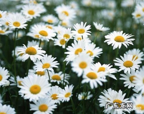 芦荟和哪些植物有美容养颜功效？