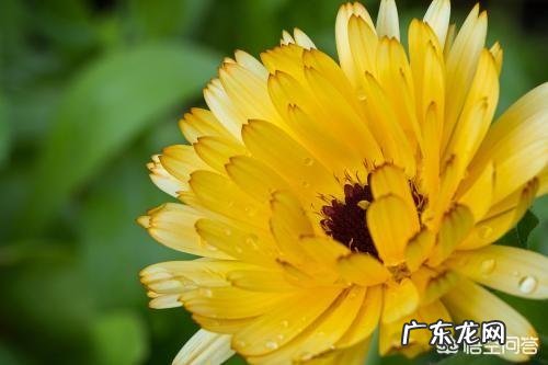 芦荟和哪些植物有美容养颜功效？