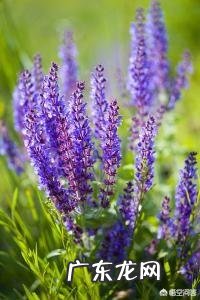 芦荟和哪些植物有美容养颜功效？