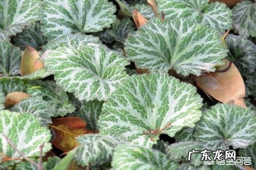 芦荟和哪些植物有美容养颜功效？