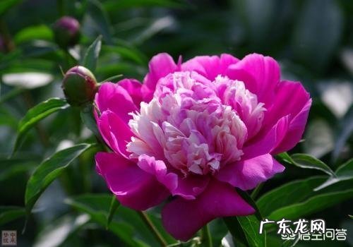 芦荟和哪些植物有美容养颜功效？