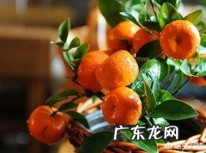 桔子树栽下第一年是随它结桔好,还是不让结桔好,为什么呢?