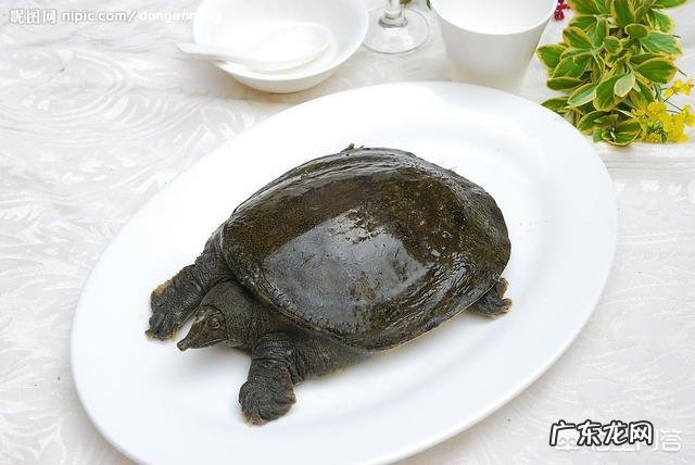 甲鱼大补汤怎么做?