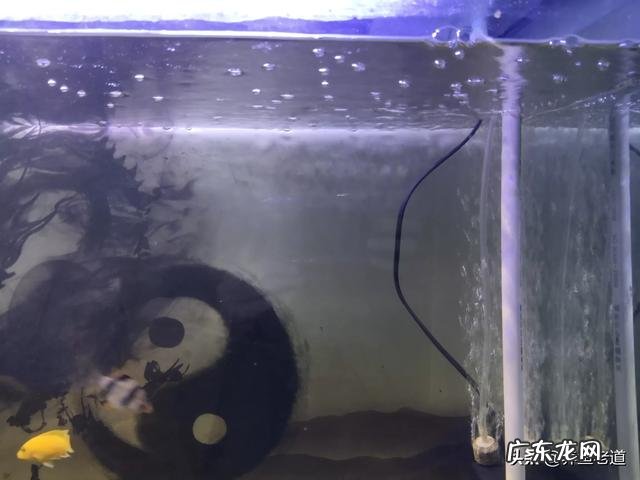 养鱼小知识,鱼缸如何困水?