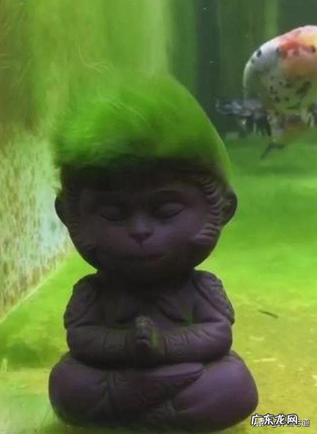 养鱼小知识,鱼缸如何困水?