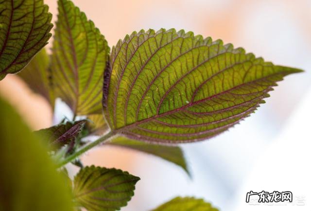 白露要到了,有哪些习俗,要如何养生?