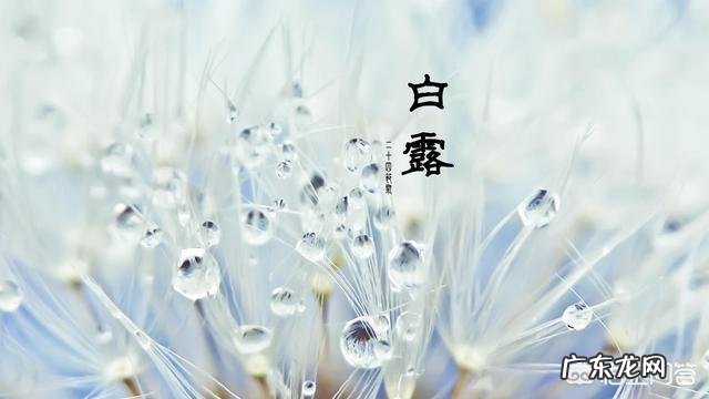 白露要到了,有哪些习俗,要如何养生?