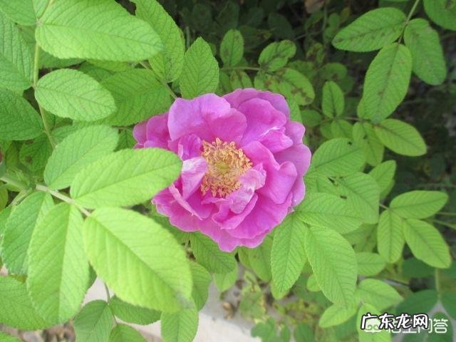 能入菜的鲜花有哪些？