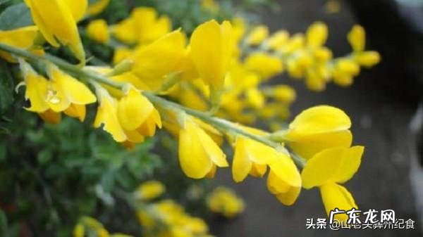 能入菜的鲜花有哪些?