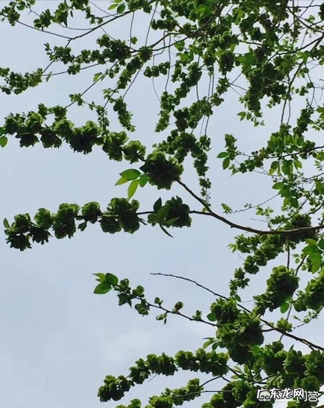 能入菜的鲜花有哪些?