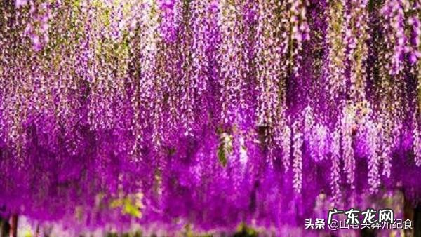 能入菜的鲜花有哪些?