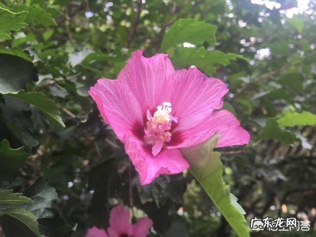 能入菜的鲜花有哪些？