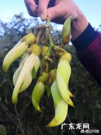 能入菜的鲜花有哪些?