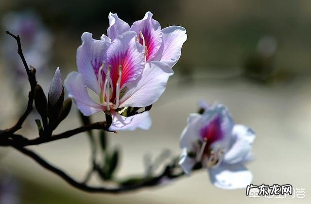 能入菜的鲜花有哪些?