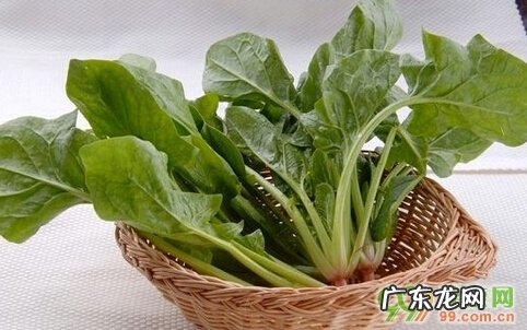 怀孕不能吃菠菜吗 孕妇能吃菠菜吗,对胎儿好不好