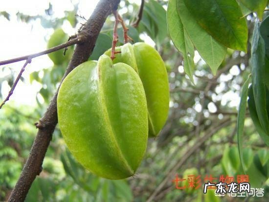 杨桃根有什么功效作用?