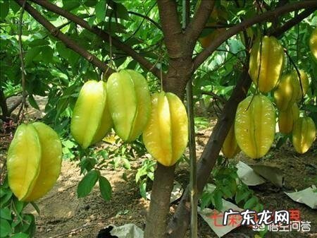 杨桃根有什么功效作用?