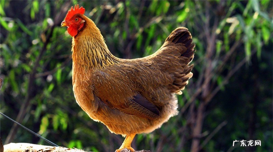 养鸡也要讲风水? 房子后面养鸡对风水有影响吗