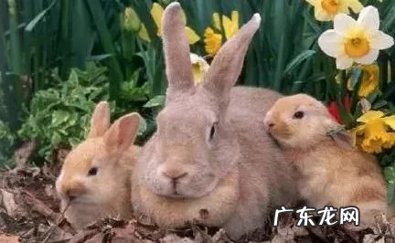 斐波那契数列前100位 斐波那契数列是什么