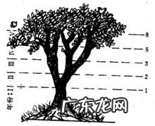 斐波那契数列前100位 斐波那契数列是什么