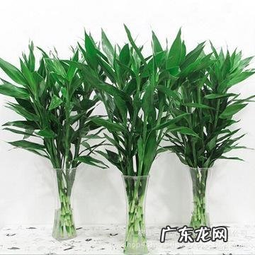 如何养殖富贵竹才能不干尖、不黄叶、不烂根?