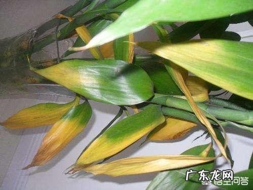 如何养殖富贵竹才能不干尖、不黄叶、不烂根?