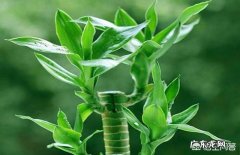 如何养殖富贵竹才能不干尖、不黄叶、不烂根？