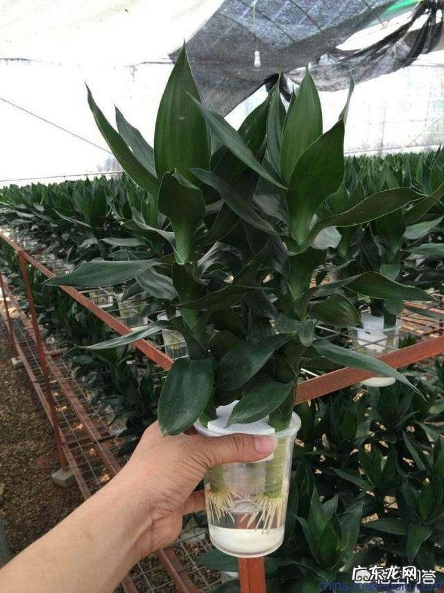 如何养殖富贵竹才能不干尖、不黄叶、不烂根?