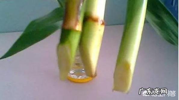 如何养殖富贵竹才能不干尖、不黄叶、不烂根?