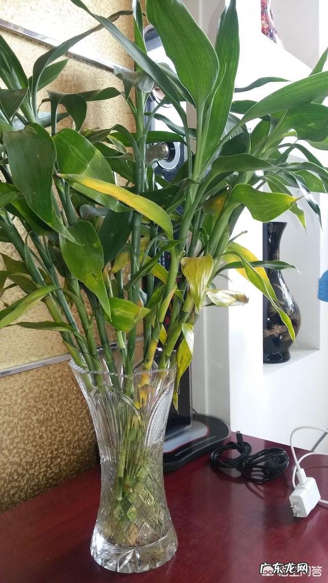 如何养殖富贵竹才能不干尖、不黄叶、不烂根?