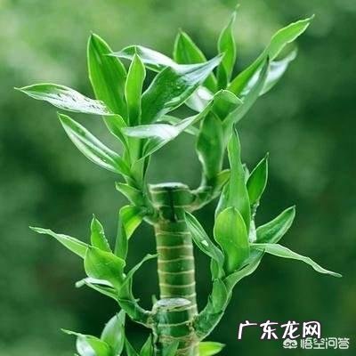 如何养殖富贵竹才能不干尖、不黄叶、不烂根?