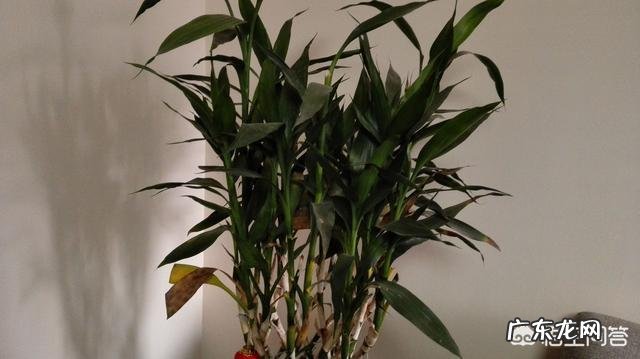 如何养殖富贵竹才能不干尖、不黄叶、不烂根?