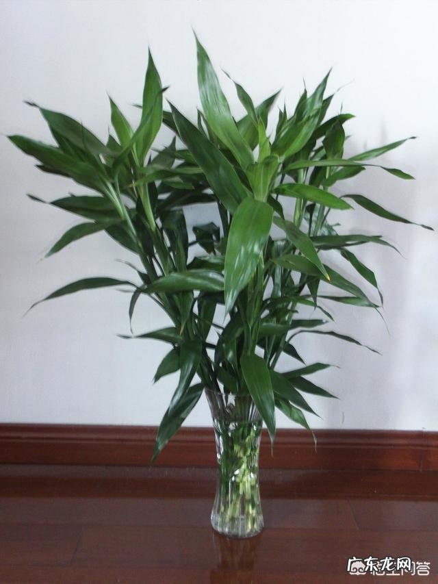 如何养殖富贵竹才能不干尖、不黄叶、不烂根?