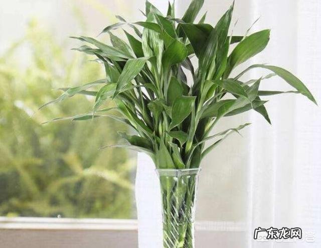 如何养殖富贵竹才能不干尖、不黄叶、不烂根?