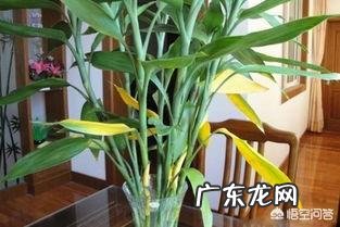 如何养殖富贵竹才能不干尖、不黄叶、不烂根?