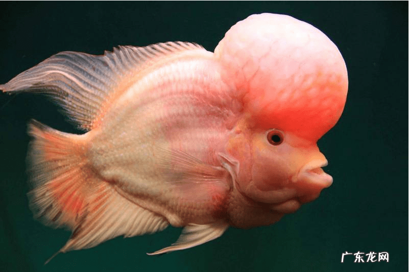 罗汉鱼为什么容易起头 罗汉鱼吃什么容易起头