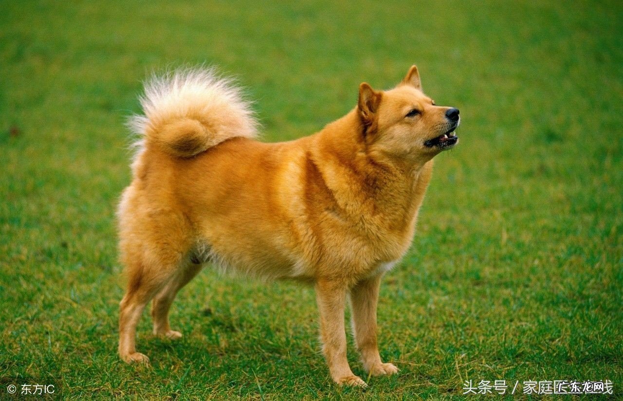 如果被自家狗咬了怎么处理 被狗咬