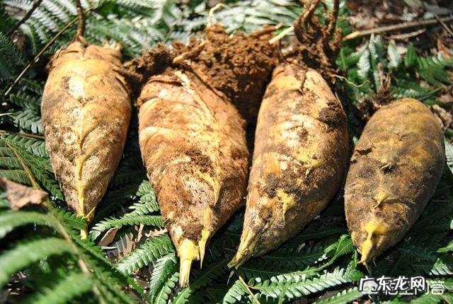 邀请你,冬、春笋是都喜欢的一个野味植物,为何有许多人不能吃冬春竹笋呢?原因在哪?