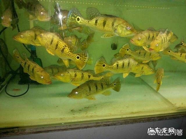 宠物鱼是不是很难养活,我想养一些宠物鱼卖?