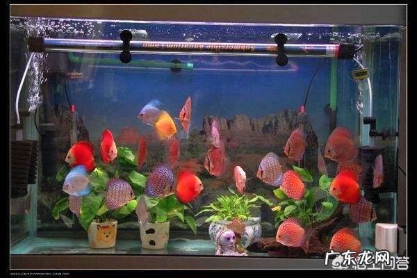 宠物鱼是不是很难养活,我想养一些宠物鱼卖?