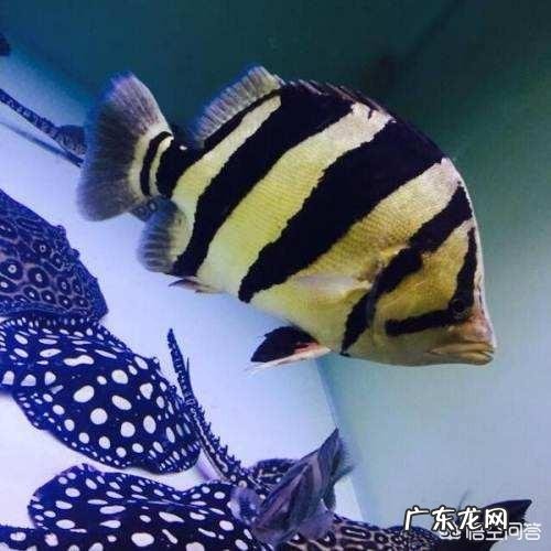 宠物鱼是不是很难养活,我想养一些宠物鱼卖?