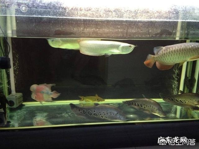 宠物鱼是不是很难养活,我想养一些宠物鱼卖?