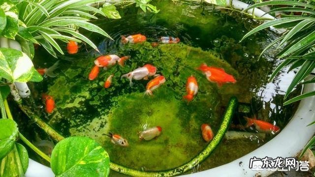 宠物鱼是不是很难养活,我想养一些宠物鱼卖?