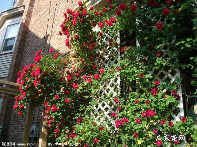 代表爱情的花及花语?