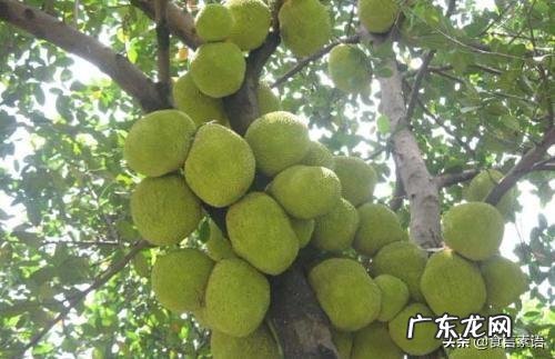 波萝蜜的食用方法是什么?请教一下?