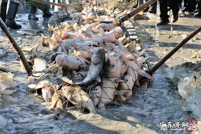 为什么很多人把吉林查干湖鱼叫做“洗澡鱼”?