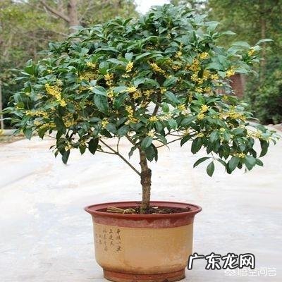 桂花树怎么养?