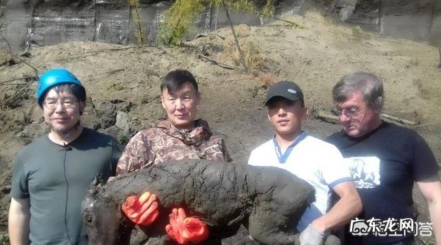 4.2万年前的小马溺水身亡,血液还在流动,是怎么回事?科学家是否能复活它?