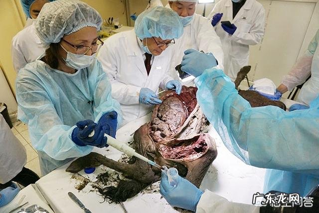 4.2万年前的小马溺水身亡,血液还在流动,是怎么回事?科学家是否能复活它?