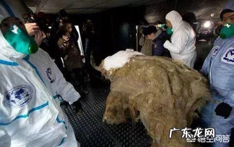 4.2万年前的小马溺水身亡,血液还在流动,是怎么回事?科学家是否能复活它?